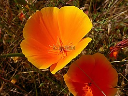 花,橙色,野花