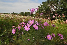 鮮花,景觀,宇宙