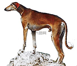 购买azawakh,狗,水彩画