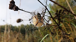 蜘蛛,鳥(niǎo)巢,球