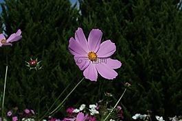 鮮花,景觀,宇宙