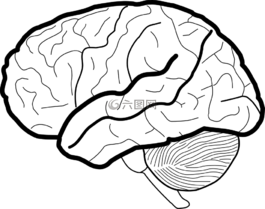 腦,人類,解剖