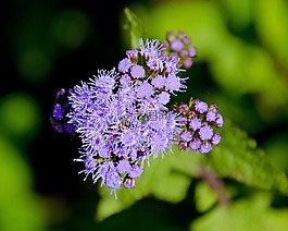 藍(lán)色,勝紅薊,花