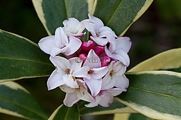 花,特寫,園藝