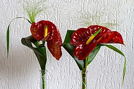 花,花束,植物區(qū)系