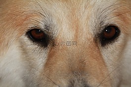 狗,眼睛,關(guān)閉