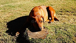 羅德西亞背脊犬,狗,寵物