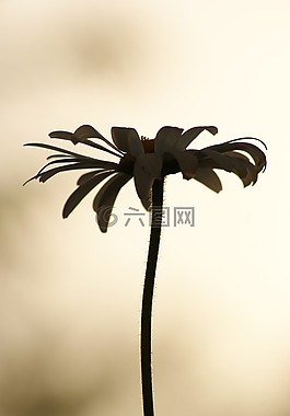 玛格丽特,鲜花,白