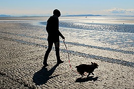 海灘,狗,柯基犬圖片