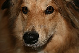 狗,牧羊犬,動物