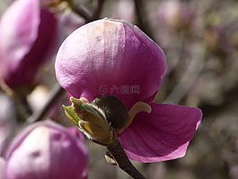 玉蘭,春天,鮮花
