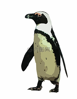 企鵝,無尾禮服,動物