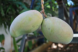 芒果,綠色,樹(shù)