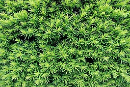 植物,工厂,绿色的