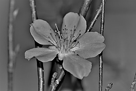 花,性質(zhì),廠