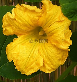 南瓜花,黃色,南瓜