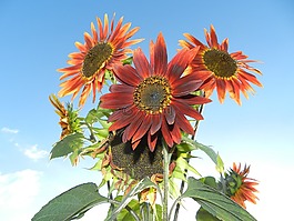 向日葵,花束,鮮花