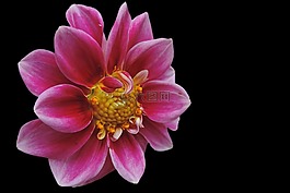 嬌琴紗,開花,花