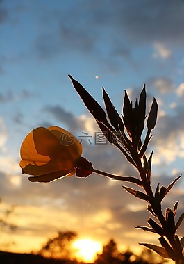 橘黃色,黃色的花朵,花瓣