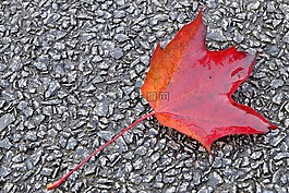葉子,秋季,紅色