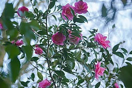 花,植物,性質(zhì)