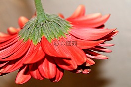 花,紅色的花瓣,花的