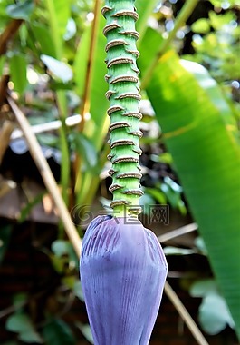 香蕉,花,树
