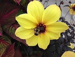 蜜蜂,黃色,花
