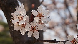 櫻花盛開,鮮花,春天
