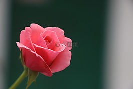 花,紅玫瑰,美
