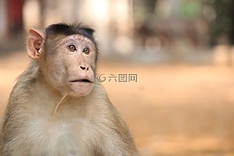 猴子,動物,ravitabh攝影
