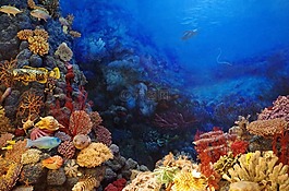 海底,魚類,珊瑚