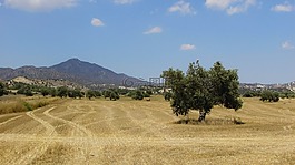 橄欖樹,原野,農(nóng)村