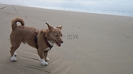 toddy,動物,perr