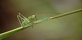 蚱蜢,草馬,昆蟲