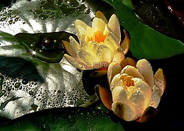 睡莲,开花,水