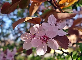 春天,木材,花卉