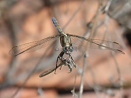 蜻蜓,蓝蜻蜓,orthetrum cancellatum