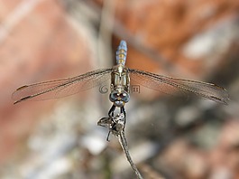 蜻蜓,蓝蜻蜓,orthetrum cancellatum