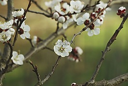 審美,杏,開花