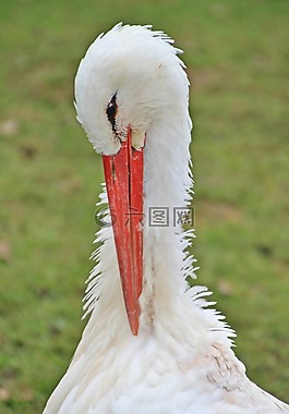 鸛,鳥,動物