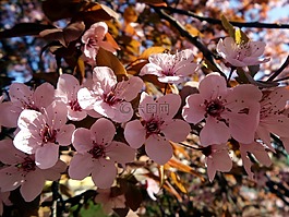 木材,花卉,春天