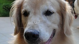 狗,寵物,譜系