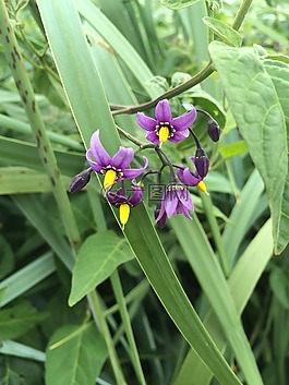 鮮花,花肖像,廠