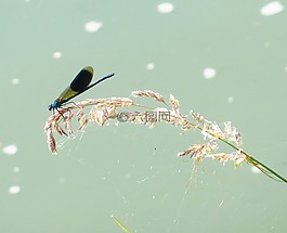 蓑羽,蜻蜓水,春天