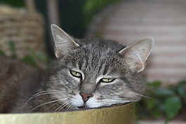 貓,動物,小貓