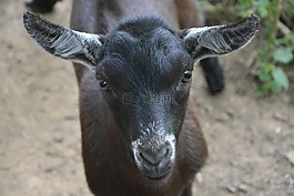 山羊,阿爾卑斯山羊,動(dòng)物