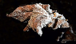 葉子,凍結(jié),弗羅斯特