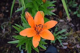 百合,鮮花,橙花
