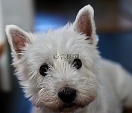 狗,westie,小獵犬